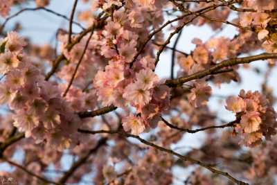 images/CherryBlossom-424-web.jpg