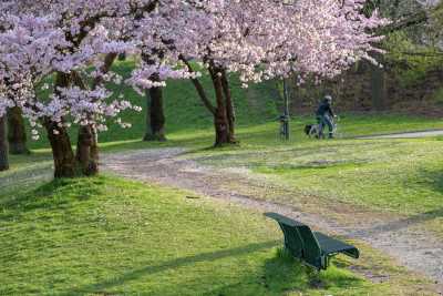 images/cherryblossom--web-2.jpg