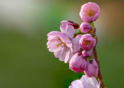 images/cherryblossom--web.jpg