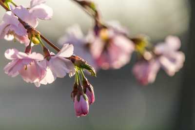 images/cherryblossom-6869-web.jpg