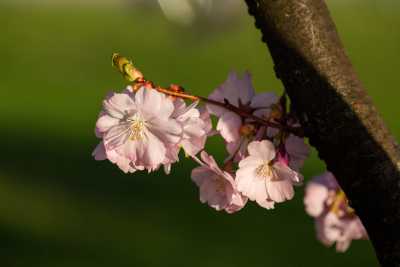 images/cherryblossom-7010-web.jpg