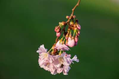 images/cherryblossom-7029-web.jpg