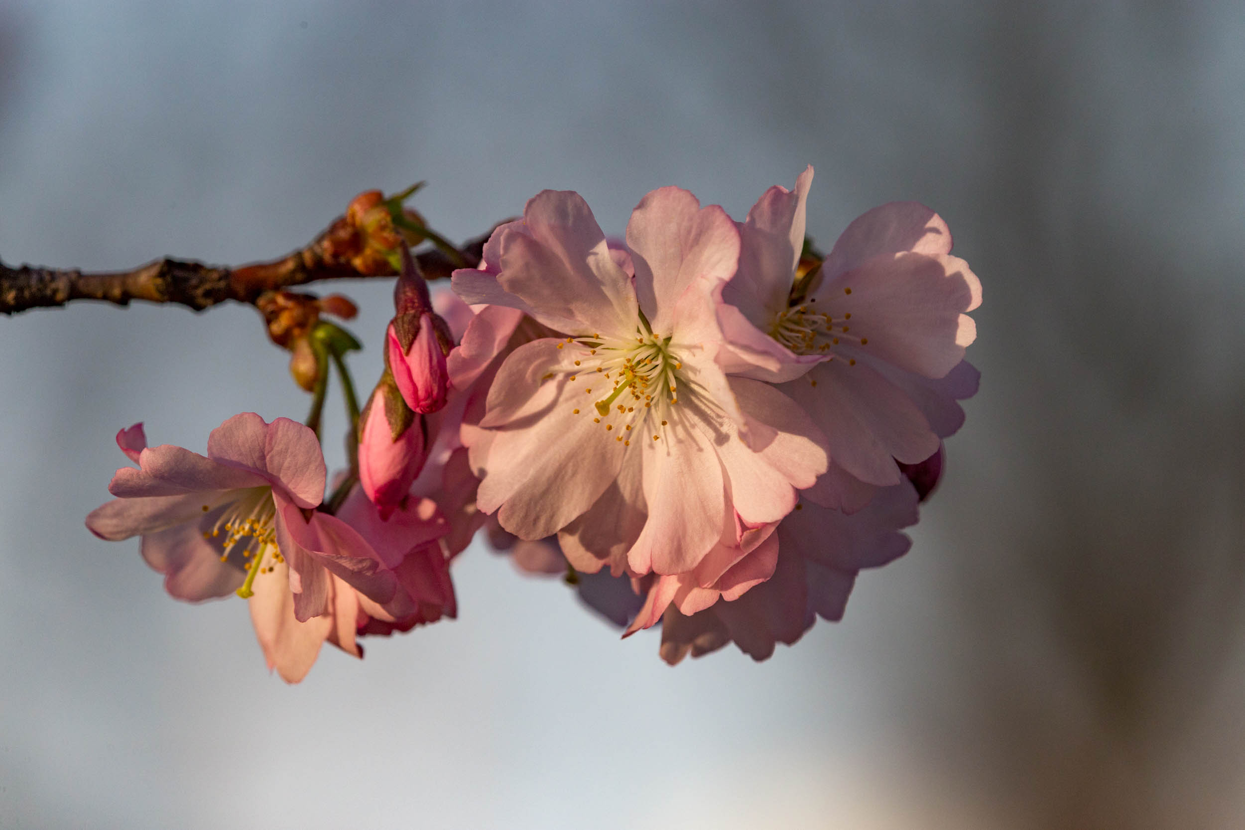 images/cherryblossom-7035-web.jpg