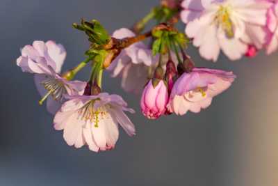 images/cherryblossom-7051-web.jpg