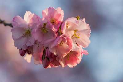 images/cherryblossom-7061-web.jpg