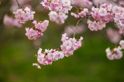 images/cherryblossom-7169-web.jpg