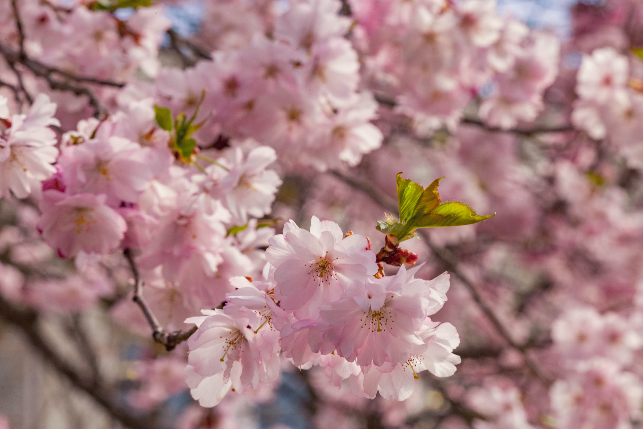 images/cherryblossom-7335-web.jpg