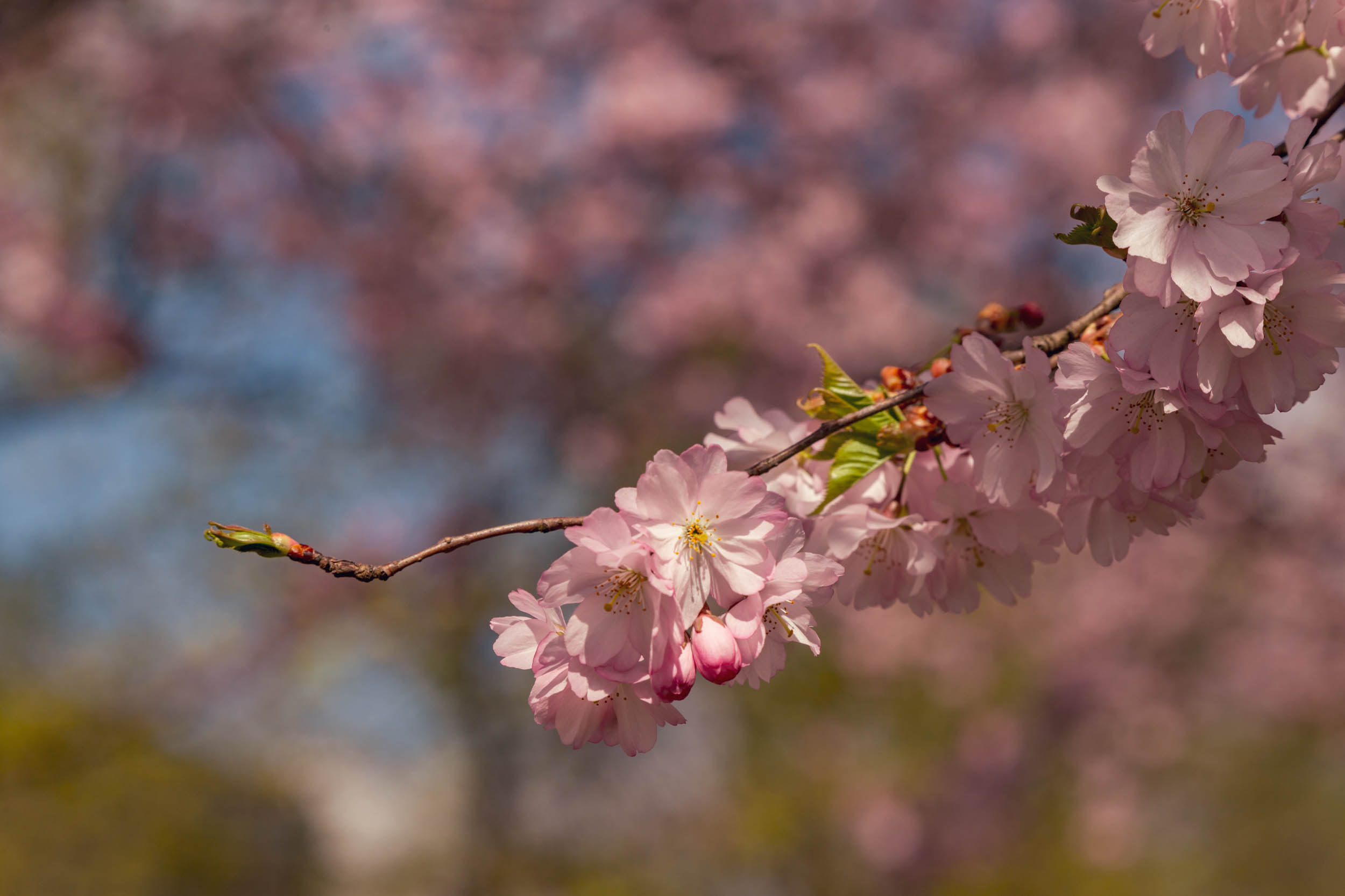 images/cherryblossom-7344-web.jpg