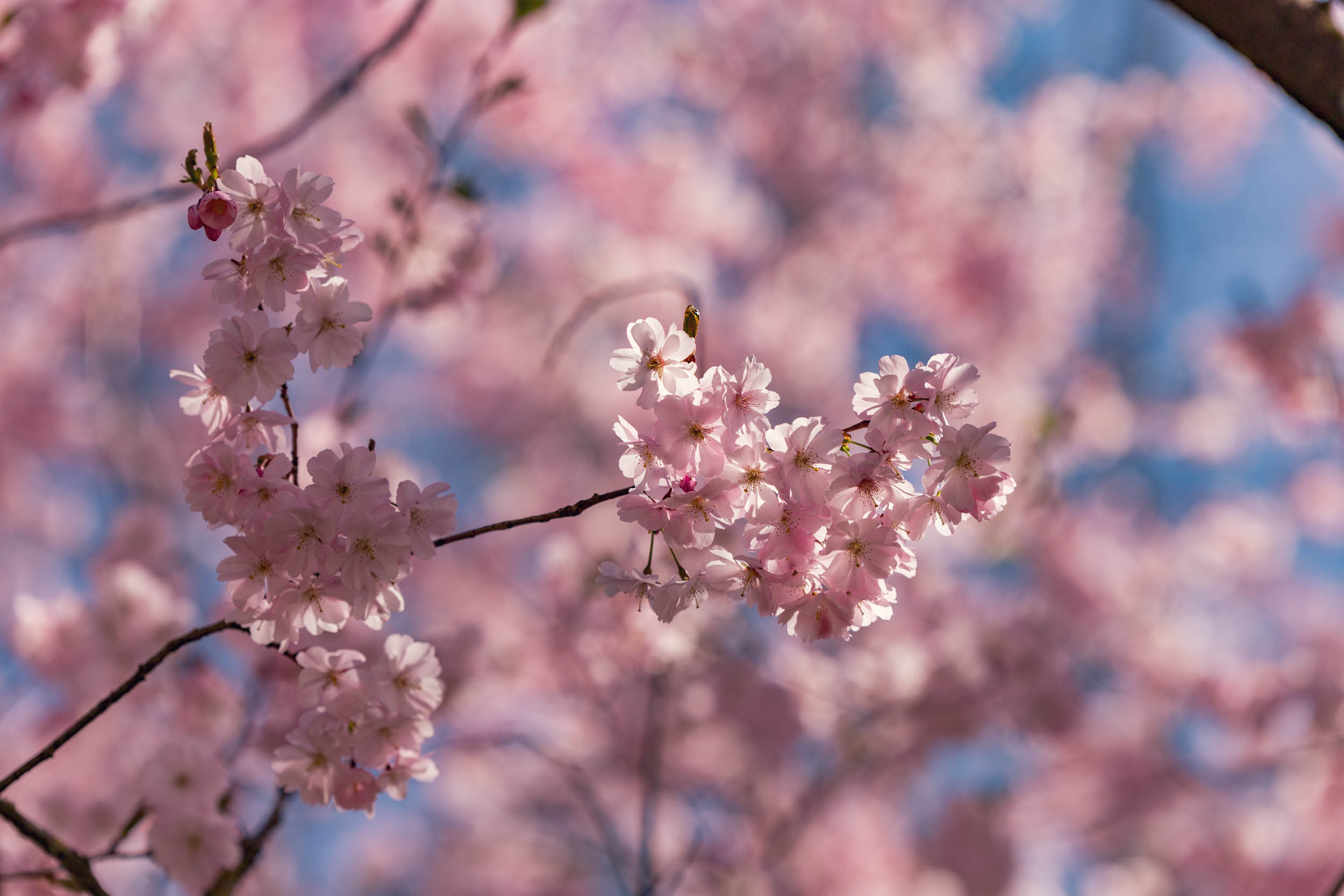 images/cherryblossom-7405-web.jpg
