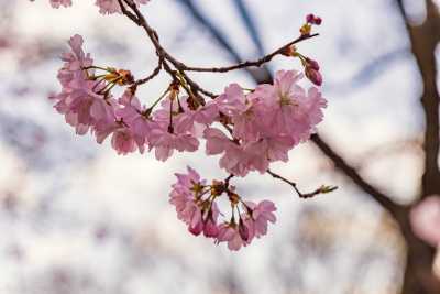 images/cherryblossom-7422-web.jpg