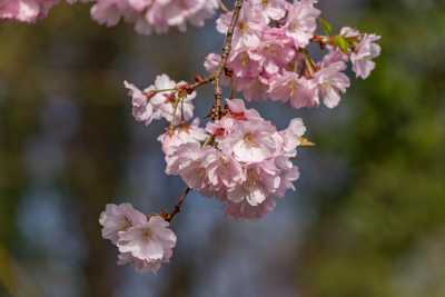 images/cherryblossom-7489-web.jpg