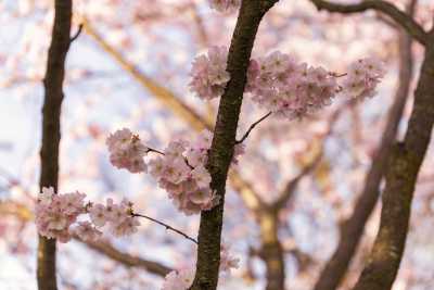 images/cherryblossom-7523-web.jpg