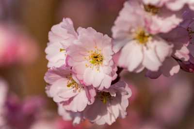 images/cherryblossom-7536-web.jpg