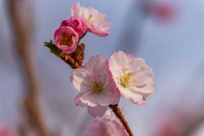 images/cherryblossom-7589-web.jpg