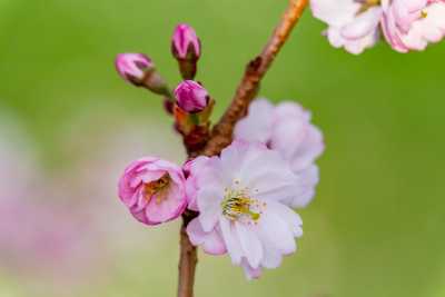 images/cherryblossom-7593-web.jpg