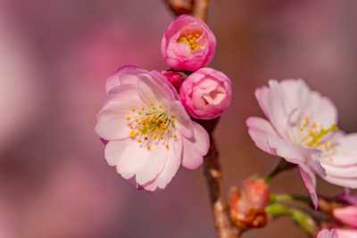 images/cherryblossom-7619-web.jpg