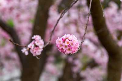 images/cherryblossom-7695-web.jpg