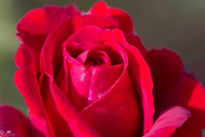 flowers/flowers-1073-web.jpg