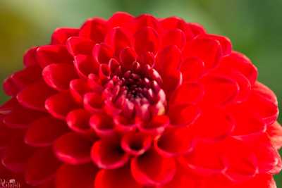 flowers/flowers-1305-web.jpg