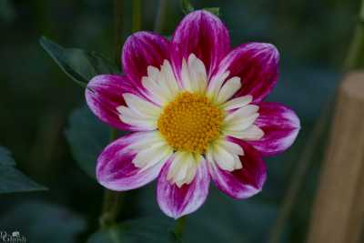 flowers/flowers-1369-web.jpg