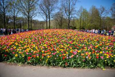 keukenhof-day1/keukenhof-8316-web.jpg