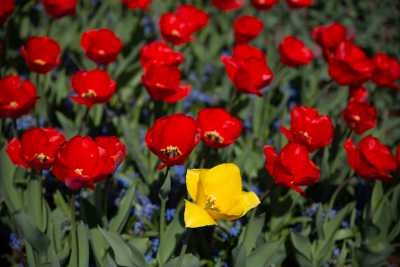 keukenhof-day1/keukenhof-8404-web.jpg