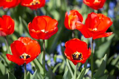 keukenhof-day1/keukenhof-8442-web.jpg