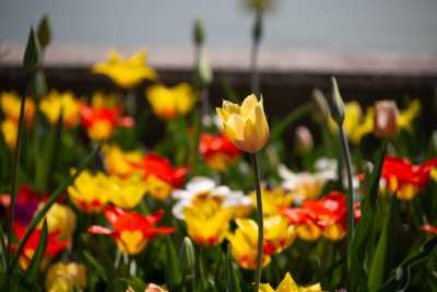 keukenhof-day1/keukenhof-8444-web.jpg