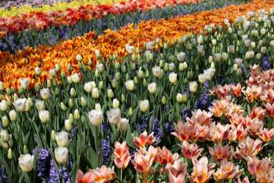 keukenhof-day1/keukenhof-8530-web.jpg