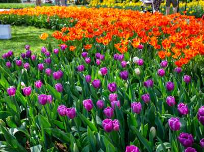 keukenhof-day1/keukenhof-8582-web.jpg