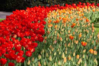 keukenhof-day1/keukenhof-8693-web.jpg