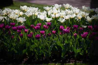 keukenhof-day1/keukenhof-8700-web.jpg