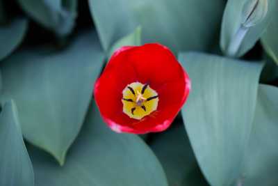 keukenhof-day1/keukenhof-8704-web.jpg