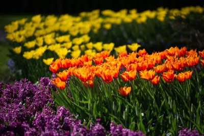 keukenhof-day1/keukenhof-8741-web.jpg