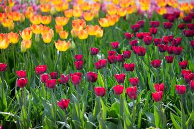 keukenhof-day1/keukenhof-8744-web.jpg