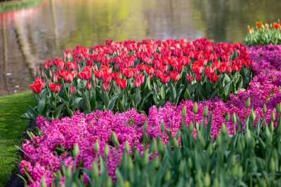 keukenhof-day1/keukenhof-8769-web.jpg