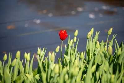 keukenhof-day1/keukenhof-8776-web.jpg