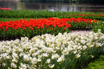 keukenhof-day1/keukenhof-8795-web.jpg