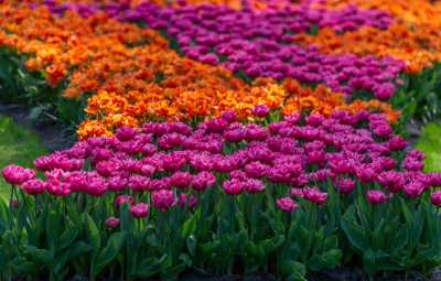 keukenhof-day1/keukenhof-8816-web.jpg