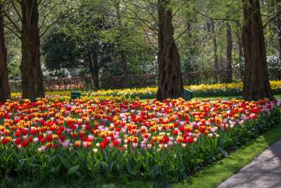 keukenhof-day1/keukenhof-8822-web.jpg