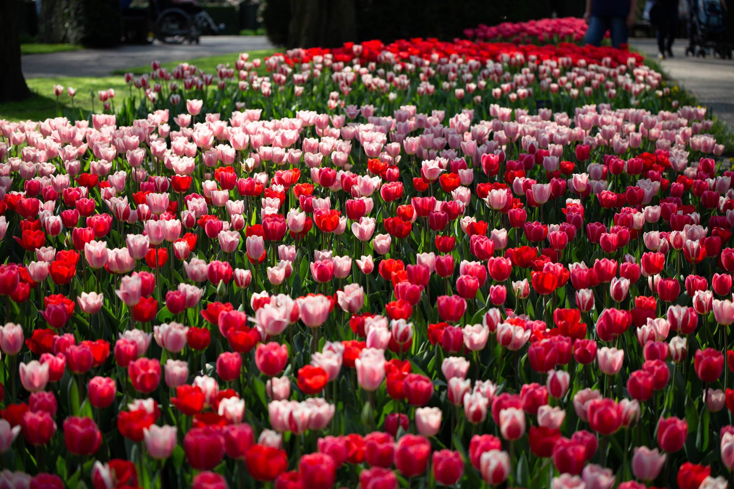 keukenhof-day1/keukenhof-8835-web.jpg