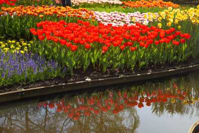 keukenhof-day2/keukenhof--web.jpg