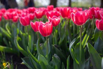 keukenhof-day2/keukenhof-8916-web.jpg