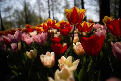 keukenhof-day2/keukenhof-8938-web.jpg