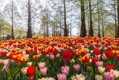 keukenhof-day2/keukenhof-8941-web.jpg