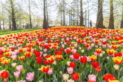 keukenhof-day2/keukenhof-8944-web.jpg