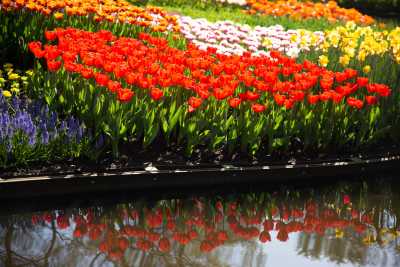 keukenhof-day2/keukenhof-8972-web.jpg