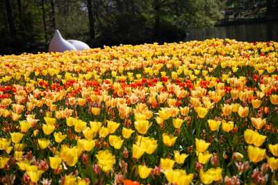 keukenhof-day2/keukenhof-9167-web.jpg