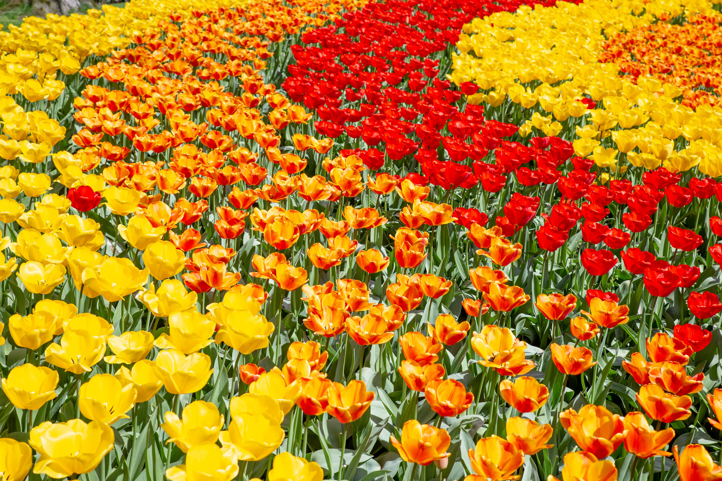 keukenhof-day2/keukenhof-9180-web.jpg