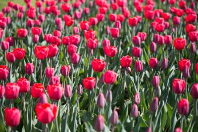 keukenhof-day2/keukenhof-9287-web.jpg